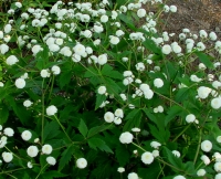 Pure white pom pom like flowers